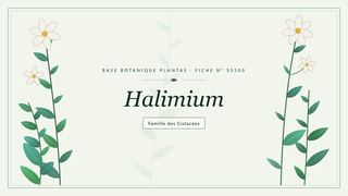 Planche botanique stylisée de Halimium, famille des Cistacées