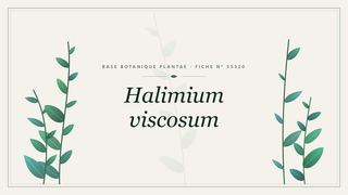 Planche botanique stylisée de Halimium viscosum