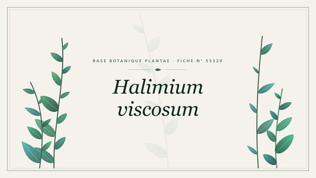 Halimium viscosum : fiche descriptive et taxonomie Planche botanique stylisée de Halimium viscosum