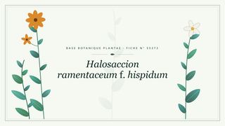 Planche botanique stylisée de Halosaccion ramentaceum f. hispidum