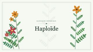 Illustration botanique stylisée du terme « Haploïde » du glossaire