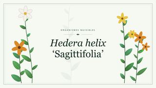 Visuel botanique stylisé consacré à Hedera helix Sagittifolia