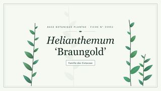 Planche botanique stylisée de Helianthemum ‘Braungold’, famille des Cistaceae