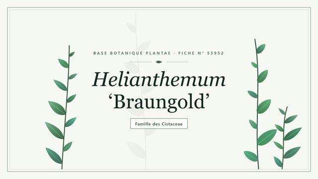 Helianthemum braungold : ce qu'il faut savoir Planche botanique stylisée de Helianthemum ‘Braungold’, famille des Cistaceae