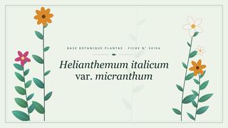 Planche botanique stylisée de Helianthemum italicum var. micranthum