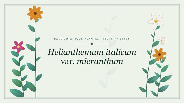 Helianthemum italicum var. micranthum : fiche descriptive et taxonomie Planche botanique stylisée de Helianthemum italicum var. micranthum