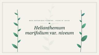 Planche botanique stylisée de Helianthemum marifolium var. niveum