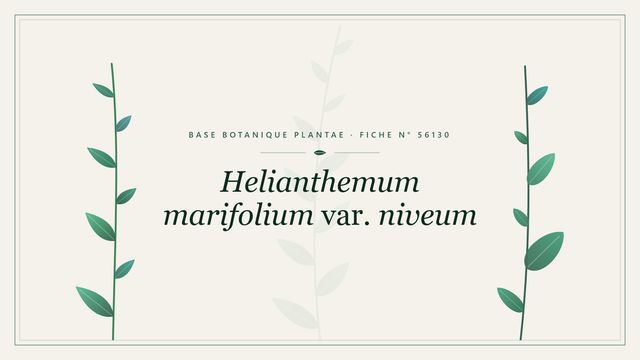 Helianthemum marifolium var. niveum : fiche descriptive et taxonomie Planche botanique stylisée de Helianthemum marifolium var. niveum
