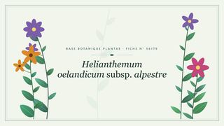 Planche botanique stylisée de Helianthemum oelandicum subsp. alpestre