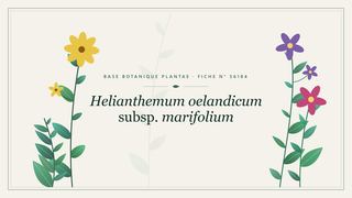 Planche botanique stylisée de Helianthemum oelandicum subsp. marifolium