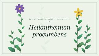 Planche botanique stylisée de Helianthemum procumbens