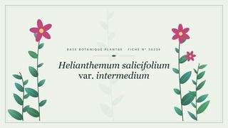 Planche botanique stylisée de Helianthemum salicifolium var. intermedium