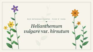 Planche botanique stylisée de Helianthemum vulgare var. hirsutum
