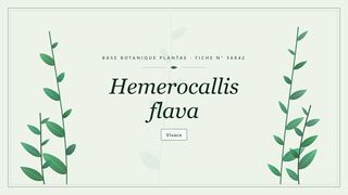 Planche botanique stylisée de Hemerocallis flava