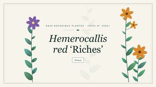Planche botanique stylisée de Hemerocallis red ‘Riches’