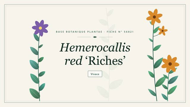 Hemerocallis red riches : fiche descriptive et taxonomie Planche botanique stylisée de Hemerocallis red ‘Riches’