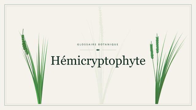 Hémicryptophyte : repères utiles Illustration botanique stylisée du terme « Hémicryptophyte » du glossaire