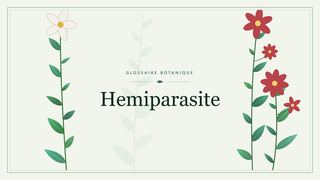 Illustration botanique stylisée du terme « Hemiparasite » du glossaire