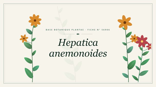 Hepatica anemonoides : fiche descriptive et taxonomie Planche botanique stylisée de Hepatica anemonoides