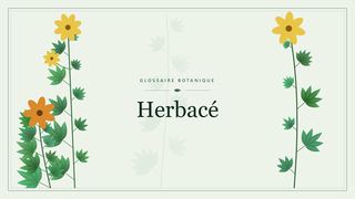 Illustration botanique stylisée du terme « Herbacé » du glossaire