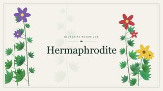Illustration botanique stylisée du terme « Hermaphrodite » du glossaire