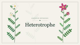 Illustration botanique stylisée du terme « Heterotrophe » du glossaire