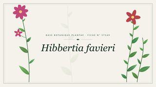 Planche botanique stylisée de Hibbertia favieri