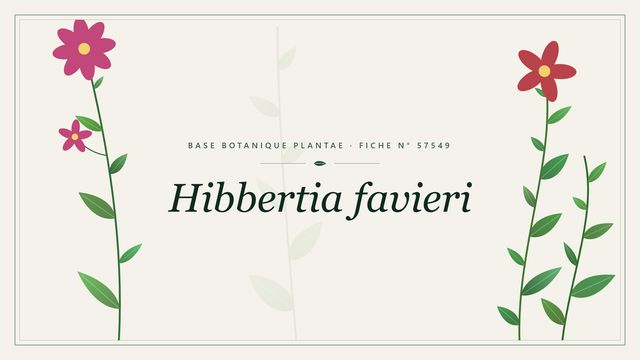 Hibbertia favieri : fiche descriptive et taxonomie Planche botanique stylisée de Hibbertia favieri