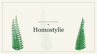Illustration botanique stylisée du terme « Homostylie » du glossaire