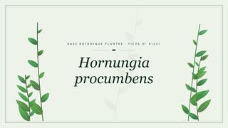 Planche botanique stylisée de Hornungia procumbens
