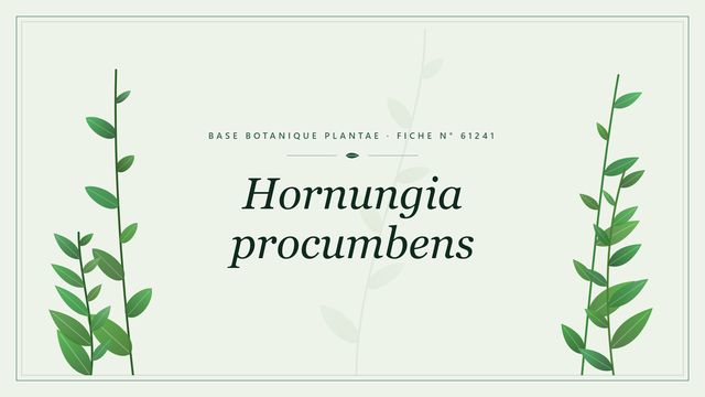 Hornungia procumbens : fiche descriptive et taxonomie Planche botanique stylisée de Hornungia procumbens