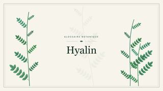 Illustration botanique stylisée du terme « Hyalin » du glossaire