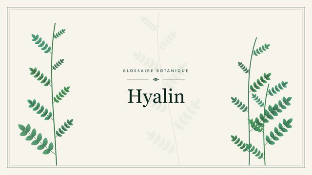 Comprendre hyalin en botanique et horticulture Illustration botanique stylisée du terme « Hyalin » du glossaire