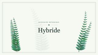 Illustration botanique stylisée du terme « Hybride » du glossaire