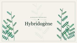 Illustration botanique stylisée du terme « Hybridogène » du glossaire