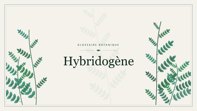 Hybridogène : ce qu'il faut savoir Illustration botanique stylisée du terme « Hybridogène » du glossaire