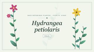 Planche botanique stylisée de Hydrangea petiolaris