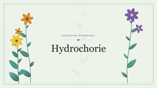 Illustration botanique stylisée du terme « Hydrochorie » du glossaire