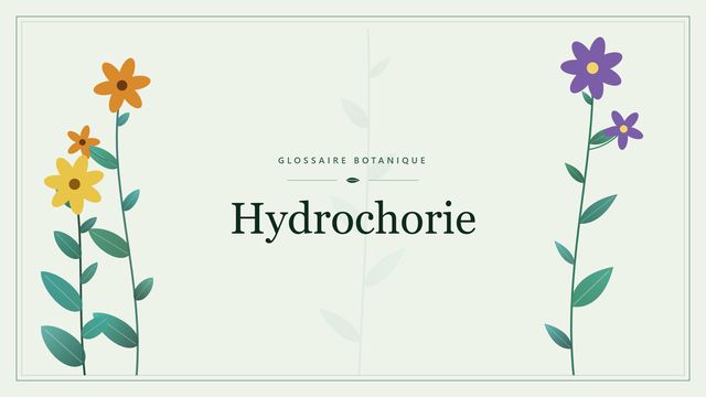 Définition de « hydrochorie » en botanique Illustration botanique stylisée du terme « Hydrochorie » du glossaire