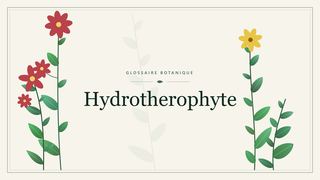 Illustration botanique stylisée du terme « Hydrotherophyte » du glossaire