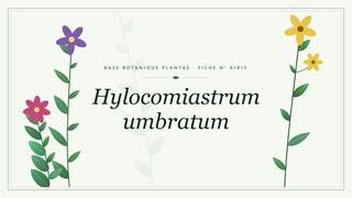 Planche botanique stylisée de Hylocomiastrum umbratum