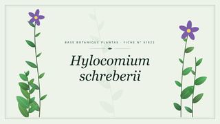 Planche botanique stylisée de Hylocomium schreberii