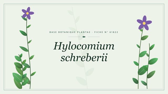 Hylocomium schreberii : fiche descriptive et taxonomie Planche botanique stylisée de Hylocomium schreberii
