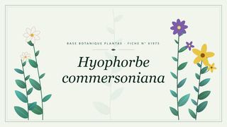 Planche botanique stylisée de Hyophorbe commersoniana