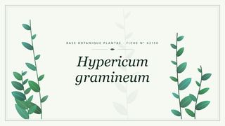 Planche botanique stylisée de Hypericum gramineum