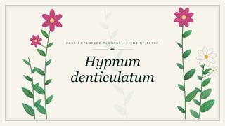 Planche botanique stylisée de Hypnum denticulatum
