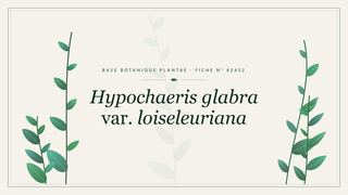Planche botanique stylisée de Hypochaeris glabra var. loiseleuriana