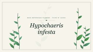 Planche botanique stylisée de Hypochaeris infesta