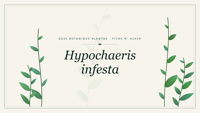 Hypochaeris infesta : fiche descriptive et taxonomie Planche botanique stylisée de Hypochaeris infesta