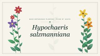 Planche botanique stylisée de Hypochaeris salzmanniana